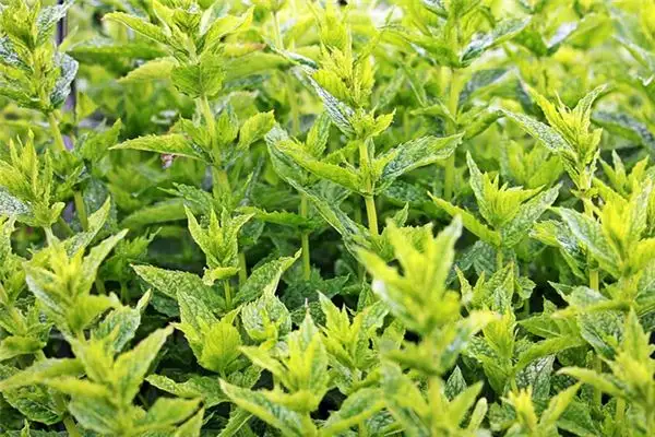 Dreaming of Peppermint Meaning and Interpretation - NuvoraDream - DreamDecode-DreamDecode