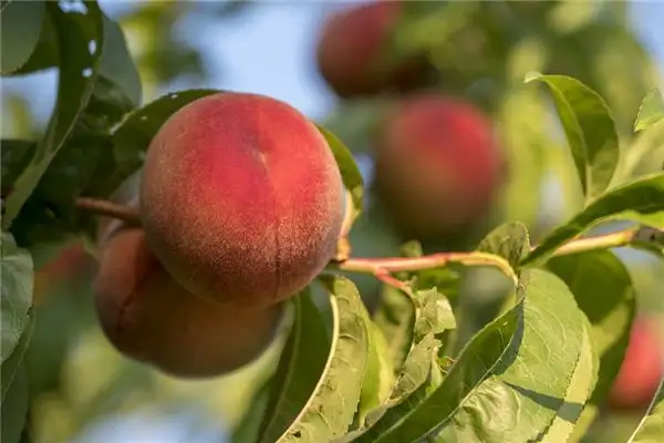 Dream of Peaches Meaning and Interpretation - NuvoraDream-DreamDecode