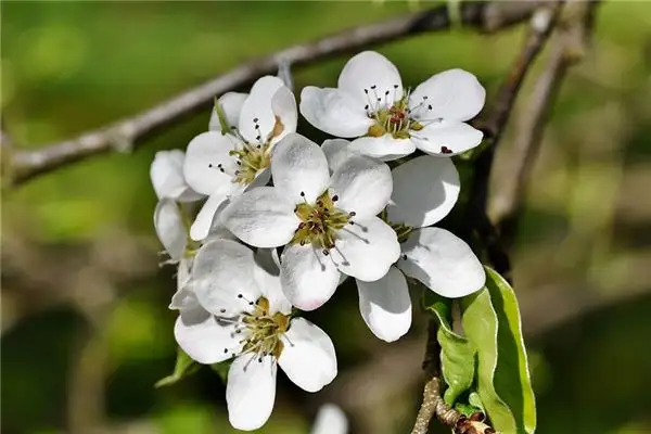 Dreaming of a Pear Tree Meaning and Interpretation - NuvoraDream - DreamDecode-DreamDecode