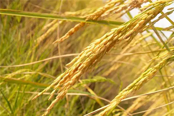 Dream of Rice Meaning and Interpretation - NuvoraDream-DreamDecode