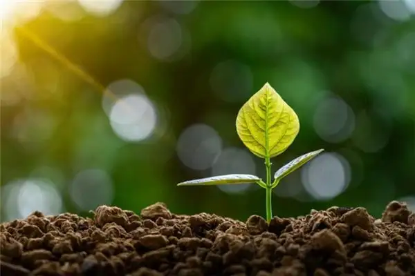 Dream of Planting Trees Meaning and Interpretation - NuvoraDream-DreamDecode