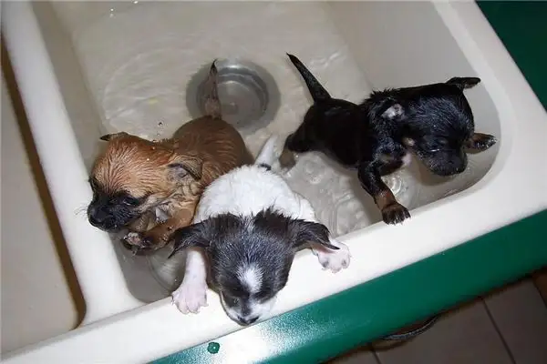 Dream Interpretation of Someone Bathing a Dog - NuvoraDream-DreamDecode