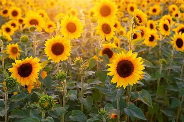 Dreaming of Sunflowers Meaning and Interpretation - NuvoraDream-DreamDecode