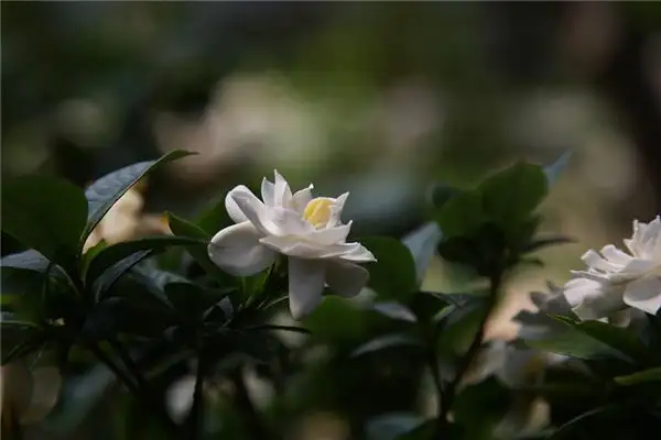Dream of Gardenias Meaning and Interpretation - NuvoraDream-DreamDecode