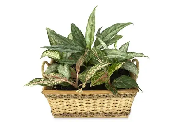 Evergreen Dream Meaning - Dream Interpretation at NuvoraDream-DreamDecode