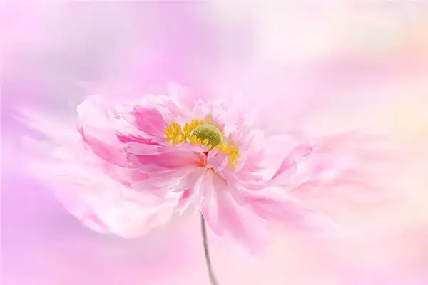 Dream of Dahlias Meaning and Interpretation - NuvoraDream-DreamDecode