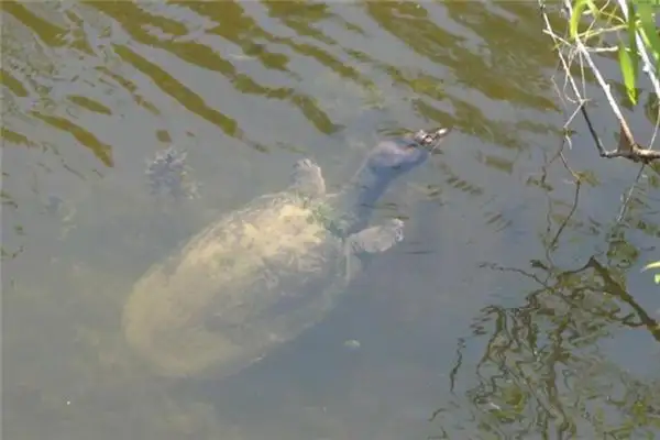Dream Interpretation Catching a Turtle Meaning on NuvoraDream-DreamDecode