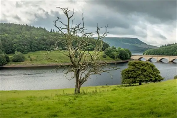 Dream of Withered Trees Meaning - NuvoraDream Interpretation-DreamDecode