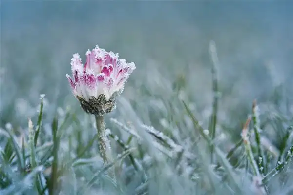 Dream Interpretation Snow Blooming in Dream Meaning-DreamDecode