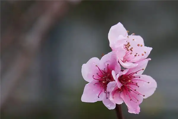 Dream of Peach Blossoms Meaning and Interpretation - NuvoraDream - DreamDecode-DreamDecode