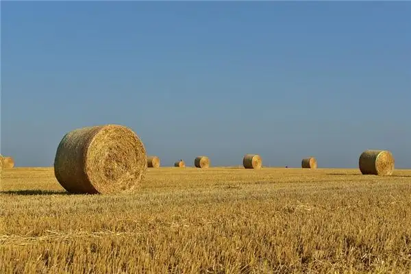 Dream of Straw Wheat Seedlings Meaning - NuvoraDream - DreamDecode-DreamDecode