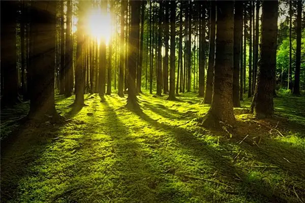 Dream Interpretation of Sunshine in Your Dreams - NuvoraDream