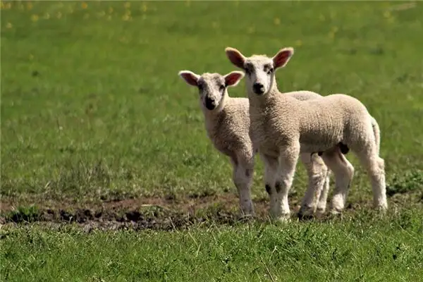 Dreaming of Herding Sheep Meaning and Interpretation - NuvoraDream-DreamDecode