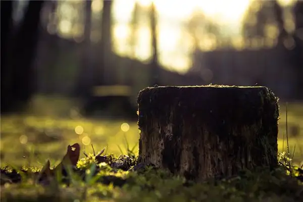 Dream Interpretation of Tree Stumps - NuvoraDream-DreamDecode