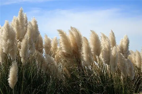 Dream of Reeds Meaning and Interpretation - NuvoraDream-DreamDecode