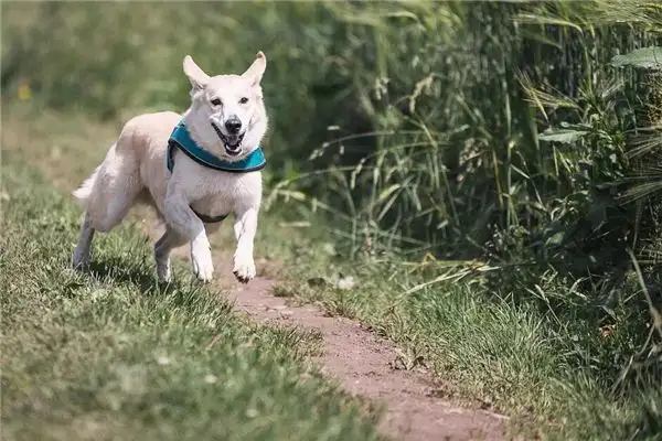 Dream of Hunting Dogs Meaning and Interpretation NuvoraDream - DreamDecode-DreamDecode