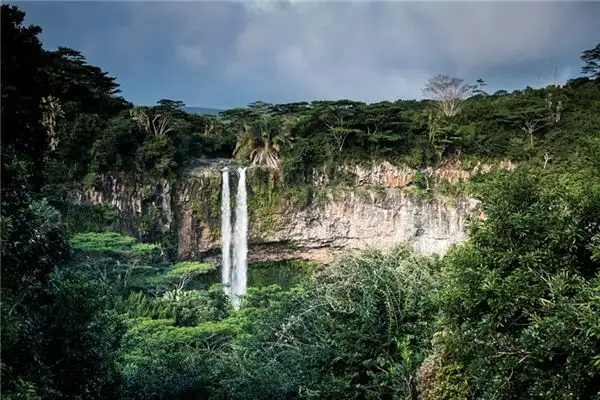 Dream of Jungle Meaning and Interpretation - NuvoraDream-DreamDecode