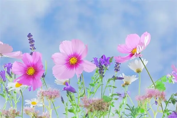 Dream Interpretation Picking Flowers Meaning at NuvoraDream - DreamDecode-DreamDecode