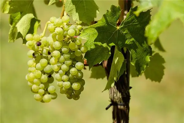 Dream of Green Grapes Meaning and Interpretation - NuvoraDream - DreamDecode-DreamDecode