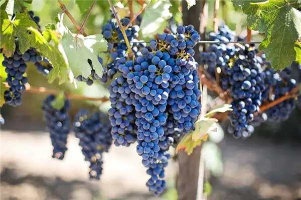 Dream of Vineyard Meaning and Interpretation - NuvoraDream - DreamDecode-DreamDecode