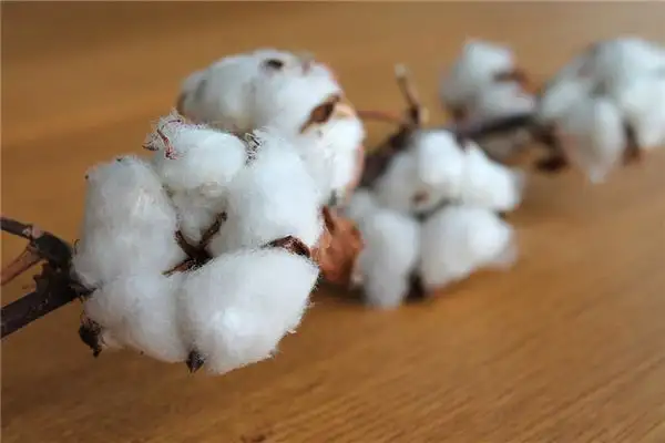 Dream Interpretation Picking Cotton Meaning at NuvoraDream-DreamDecode