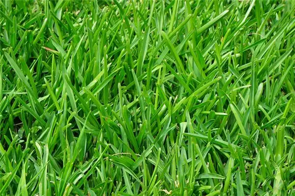 Dream Interpretation Planting Grass Meaning in Dreams - DreamDecode-DreamDecode