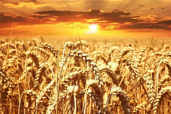 Dream Interpretation of Grains in Your Sleep