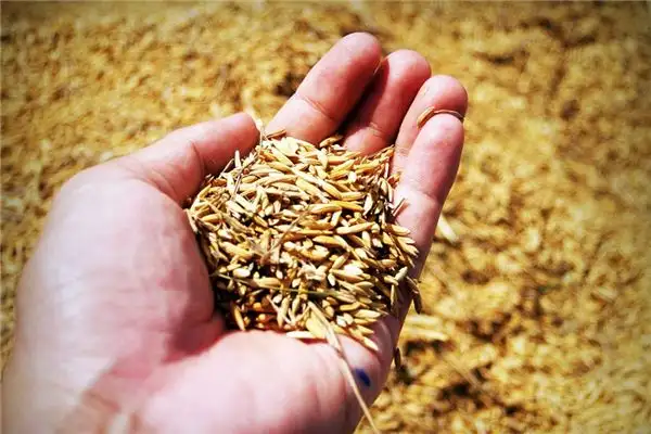 Dream Interpretation Planting Seeds Meaning in Dreams-DreamDecode