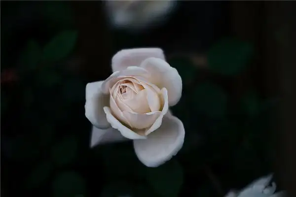 Dream of White Roses Meaning and Interpretation - NuvoraDream-DreamDecode