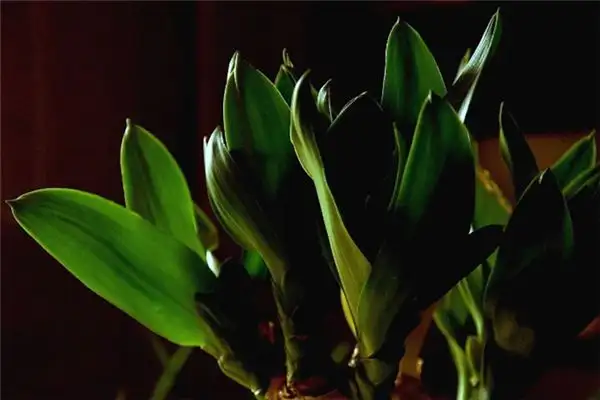 Dream of Lucky Bamboo Meaning and Interpretation - NuvoraDream - DreamDecode-DreamDecode