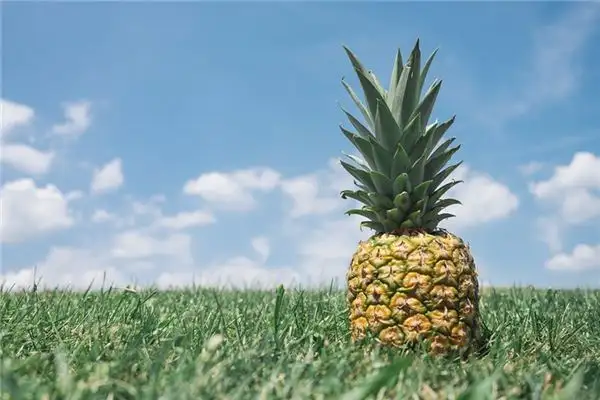Dream of Pineapple Meaning and Interpretation - NuvoraDream-DreamDecode