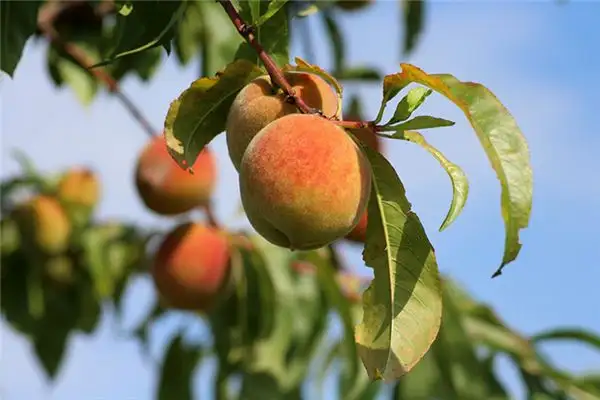 Dream Interpretation Planting a Peach Tree Meaning - NuvoraDream - DreamDecode-DreamDecode