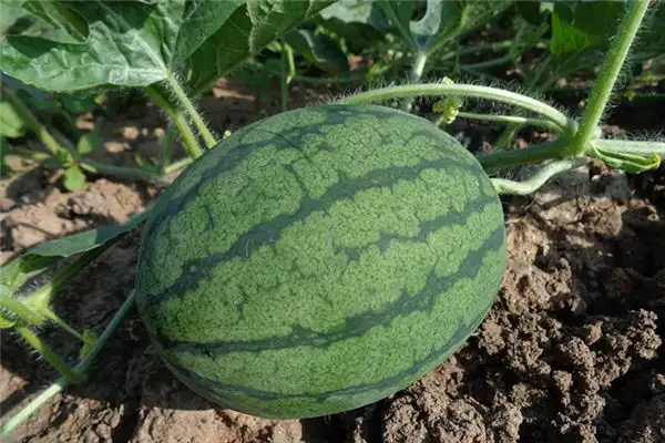 Dream Interpretation of Seeing a Melon Garden - NuvoraDream-DreamDecode
