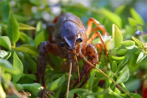 Dream Interpretation Buying Shrimp Meaning NuvoraDream - DreamDecode-DreamDecode