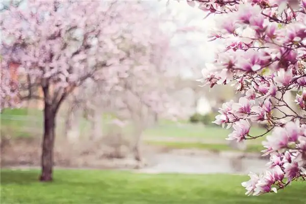 Dreaming of May Meaning and Interpretation NuvoraDream-DreamDecode