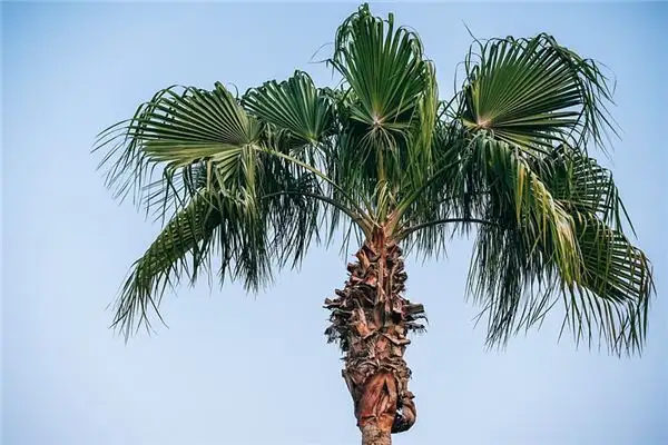 Dreaming of Phoenix Tree Meaning and Interpretation NuvoraDream-DreamDecode