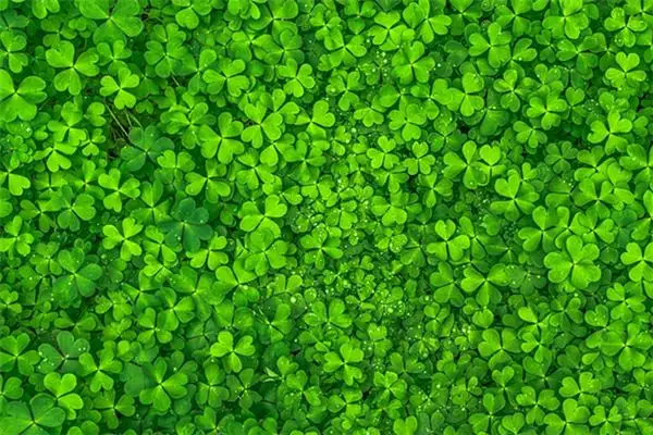 Dreaming of Clover Meaning and Interpretation - NuvoraDream - DreamDecode-DreamDecode