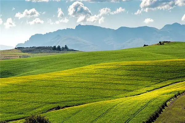 Dream Interpretation of Wild Fields - NuvoraDream-DreamDecode