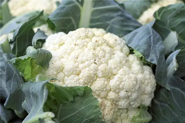 Dreaming of Cauliflower Meaning and Interpretation - NuvoraDream-DreamDecode
