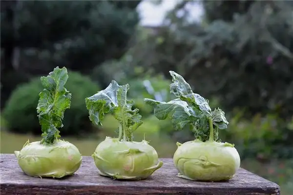 Dream Interpretation of Cabbage in Dreams NuvoraDream
