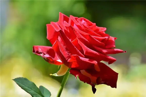 Dream of Red Roses Meaning - Nuvora Dream Interpretation-DreamDecode