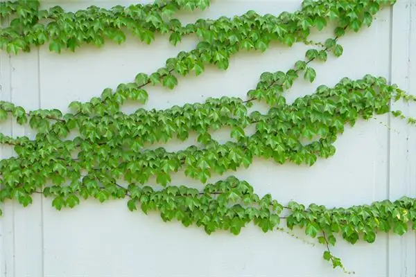 Dreaming of Climbing Plants Meaning and Interpretation - NuvoraDream