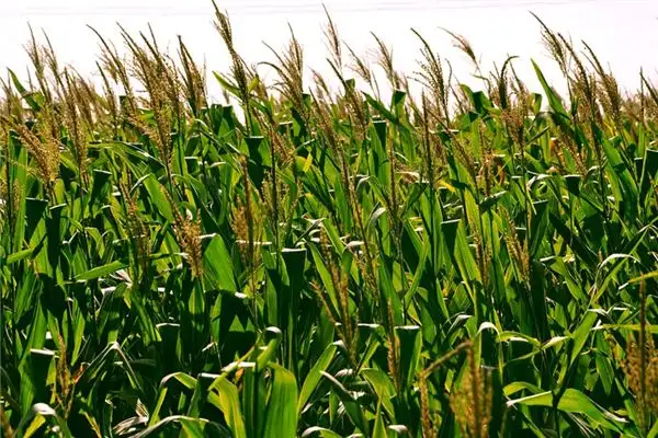 Dream Interpretation of Crops - NuvoraDream - DreamDecode-DreamDecode