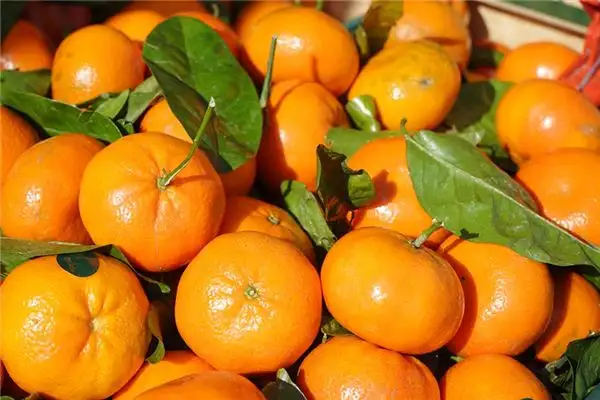 Dream of Tangerine Meaning and Interpretation - NuvoraDream-DreamDecode