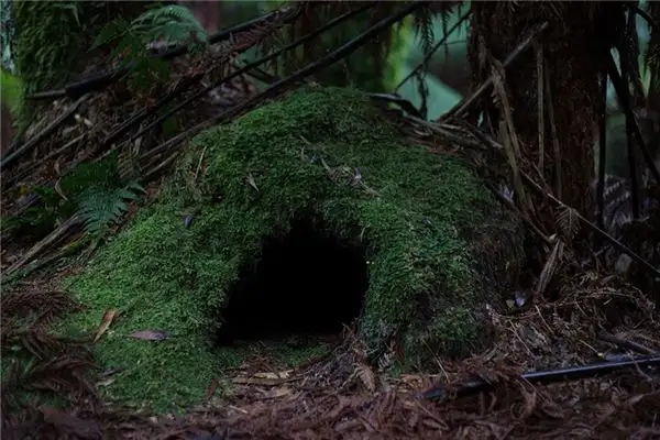 Dream Interpretation of Seeing a Den at NuvoraDream - DreamDecode-DreamDecode