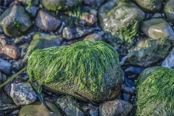 Dream of Seaweed Meaning and Interpretation - NuvoraDream - DreamDecode-DreamDecode