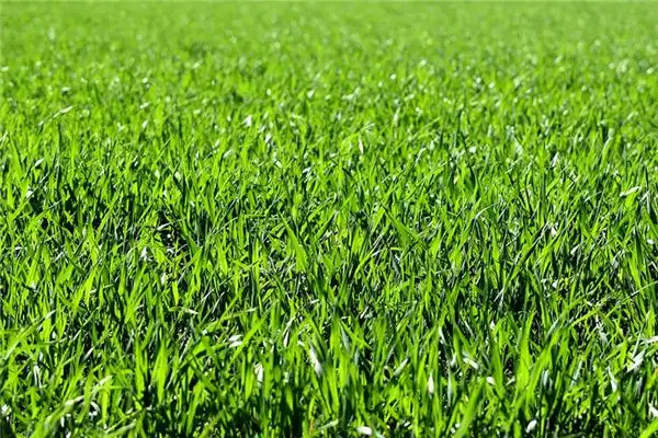 Dream Interpretation of Weeding in Your Sleep NuvoraDream