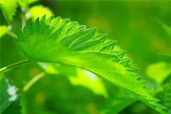 Dream of Hemp Meaning and Interpretation - NuvoraDream-DreamDecode