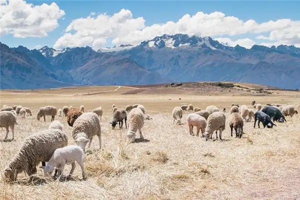 Dreaming of Raising Sheep Meaning and Interpretation - NuvoraDream-DreamDecode