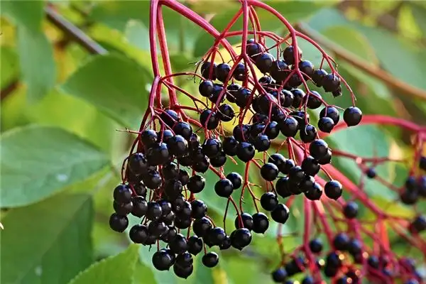 Dream Interpretation of Elderberry in Your Sleep Nuvoradream-DreamDecode